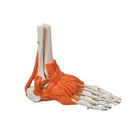 Erler Zimmer Foot Skeleton Model with Ligaments, Mounted...