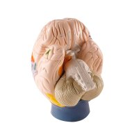 Erler Zimmer Neuro-Anatomical Brain, 2 Times Life Size,...