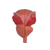 anatomical model of prostate by Erler Zimmer, 2-piece,...