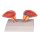 anatomical model of prostate by Erler Zimmer, 2-piece, 3/4 Size