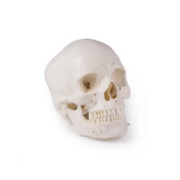 Luxury demonstration skull, 14 pieces, skull model from...