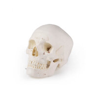 Luxury demonstration skull, 14 pieces, skull model from...