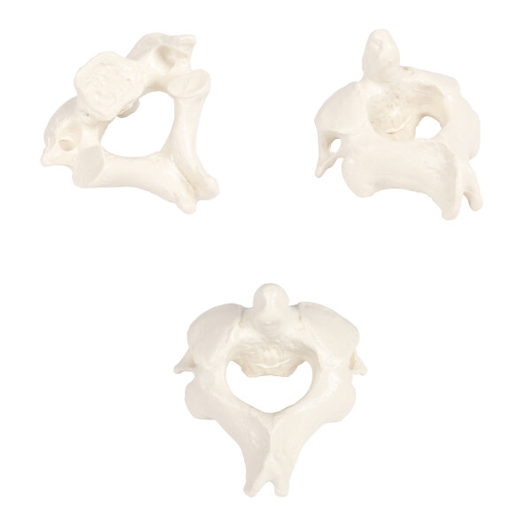 Erler Zimmer Male Vertebral Models from C1 to L5