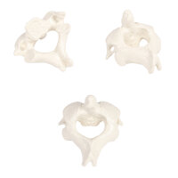 Erler Zimmer Male Vertebral Models from C1 to L5