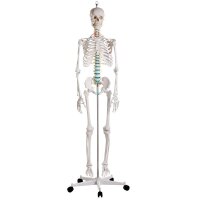 Full body anatomy skeleton male, anatomically movable...