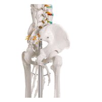 Full body anatomy skeleton male, anatomically movable...