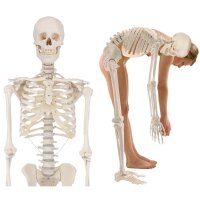 Erler Zimmer full-body skeleton anatomical 1.76 cm,...