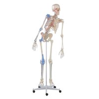 Erler Zimmer full-body skeleton anatomical 1.76 cm,...