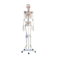 Erler Zimmer full-body skeleton anatomical 1.76 cm, different versions