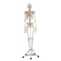 Erler Zimmer full-body skeleton anatomical 1.76 cm, different versions