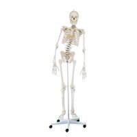 Erler Zimmer full-body skeleton anatomical 1.76 cm, different versions