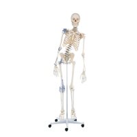 Erler Zimmer full-body skeleton anatomical 1.76 cm, different versions