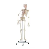 Erler Zimmer full-body skeleton anatomical 1.76 cm, different versions