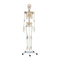 Erler Zimmer full-body skeleton anatomical 1.76 cm, different versions
