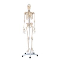 Erler Zimmer full-body skeleton anatomical 1.76 cm, different versions