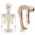 Erler Zimmer full-body skeleton anatomical 1.76 cm, different versions