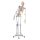 Erler Zimmer full-body skeleton anatomical 1.76 cm, different versions
