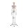 Erler Zimmer full-body skeleton anatomical 1.76 cm, different versions