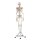 Erler Zimmer full-body skeleton anatomical 1.76 cm, different versions