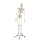 Erler Zimmer full-body skeleton anatomical 1.76 cm, different versions