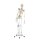 Erler Zimmer full-body skeleton anatomical 1.76 cm, different versions