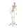 Erler Zimmer full-body skeleton anatomical 1.76 cm, different versions