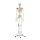 Erler Zimmer full-body skeleton anatomical 1.76 cm, different versions