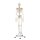 Erler Zimmer full-body skeleton anatomical 1.76 cm, different versions