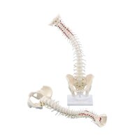 Erler Zimmer Spine with Pelvis, anatomy model,...