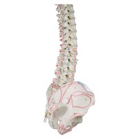 Erler Zimmer Spine with pelvis + muscle marking with /...
