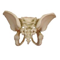Anatomy Model pelvis 5-year-old child by Erler Zimmer,...