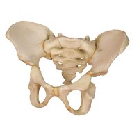 Anatomy Model pelvis 5-year-old child by Erler Zimmer,...