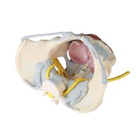 Female Pelvis model with ligaments, nerves pelvic floor,...