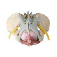 Female Pelvis model with ligaments, nerves pelvic floor,...