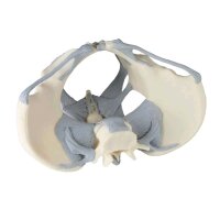 Erler Zimmer Female pelvic skeleton with ligaments,...