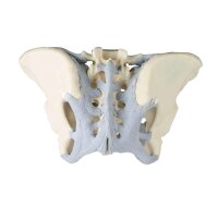 Erler Zimmer Female pelvic skeleton with ligaments,...