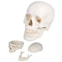 Erler Zimmer Skull model 3-parts, anatomical, skeleton,...