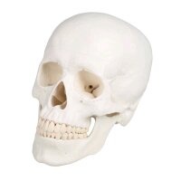 Erler Zimmer Skull model 3-parts, anatomical, skeleton,...