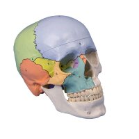 Erler Zimmer Skull model, 3-parts, didactical version,...