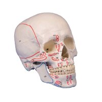 Erler Zimmer Skull model 3-parts with muscle markings...