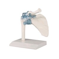 Erler Zimmer Shoulder joint model with ligaments, tripod...