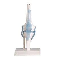 Erler Zimmer Knee joint + ligaments model, mobile,...