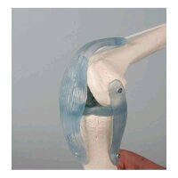 Erler Zimmer Knee joint + ligaments model, mobile, with/without stand