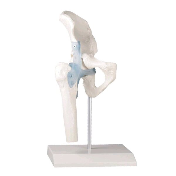 Erler Zimmer Hip joint + ligaments model, mobile, with / without stand