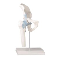 Erler Zimmer Hip joint + ligaments model, mobile, with /...