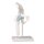 Erler Zimmer Hip joint + ligaments model, mobile, with / without stand