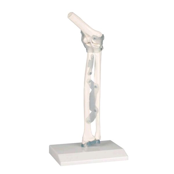 Erler Zimmer model Elbow joint with ligaments, with / without a tripod