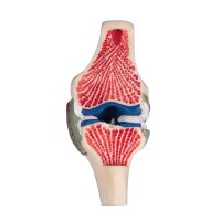 Erler Zimmer joint cutaway model of the knee, colored,...