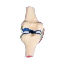 Erler Zimmer joint cutaway model of the knee, colored,...