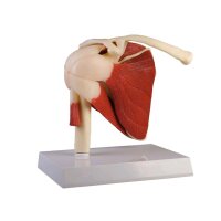 Erler Zimmer Anatomy Model shoulder joint with muscles,...